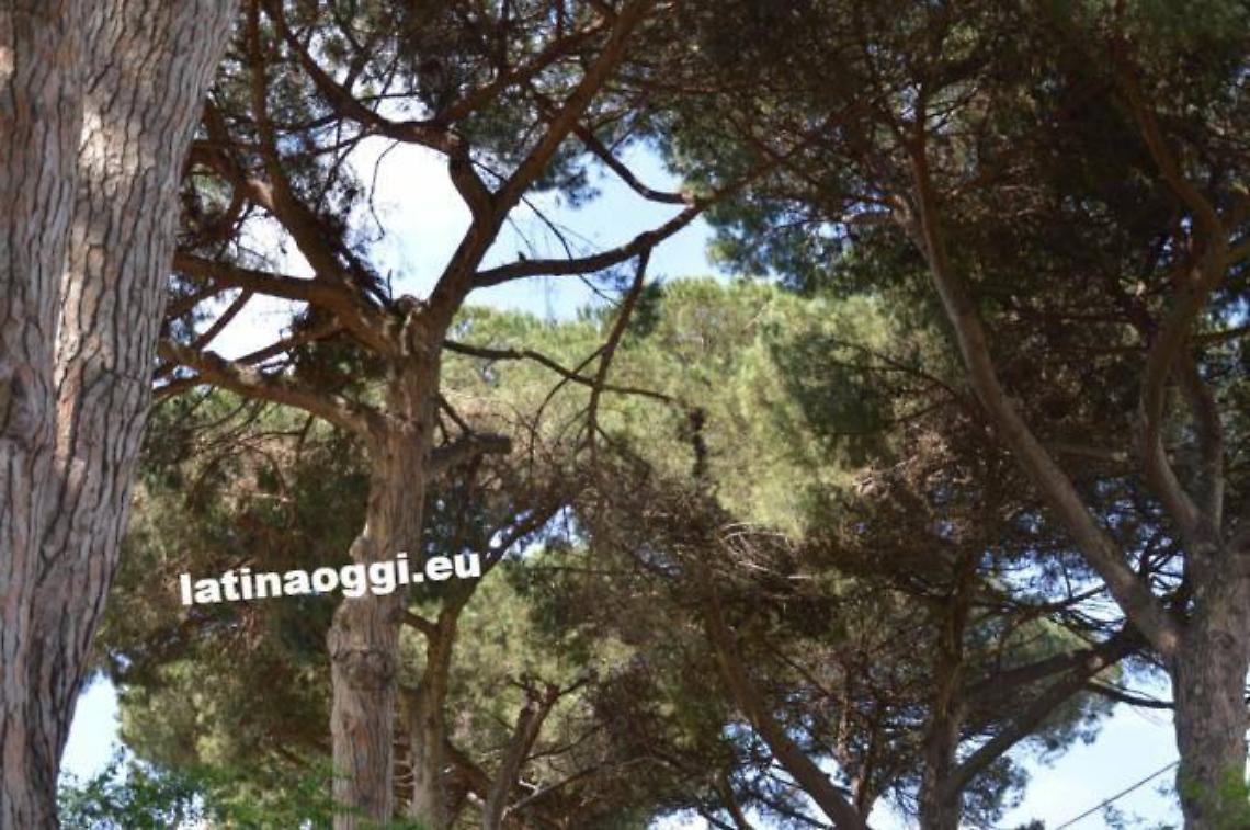 Latina, chiusa la strada Acciarella per alberi pericolanti