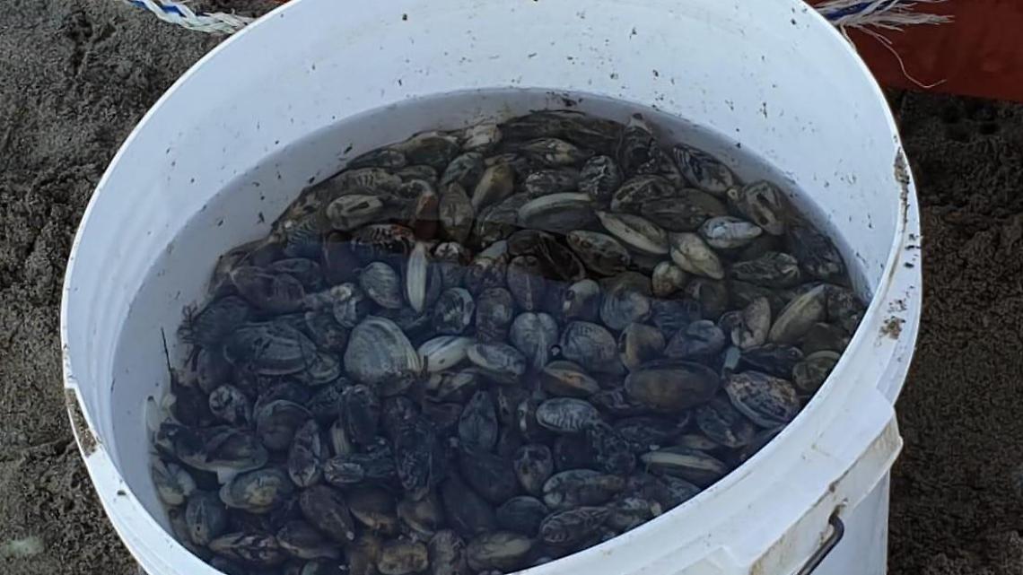 Vende abusivamente vongole in spiaggia, maxi multa da 1000 euro