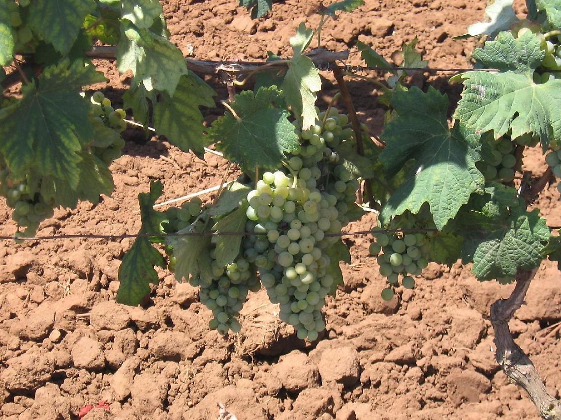 Tutto pronto: domani ci sarà il Nettuno Wine Festival