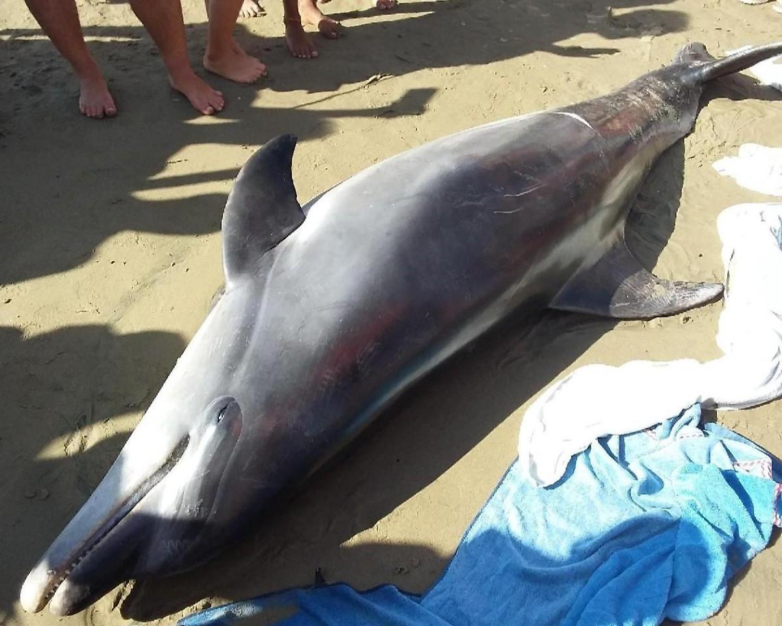 Delfino spiaggiato, l'autopsia per capire le cause della morte