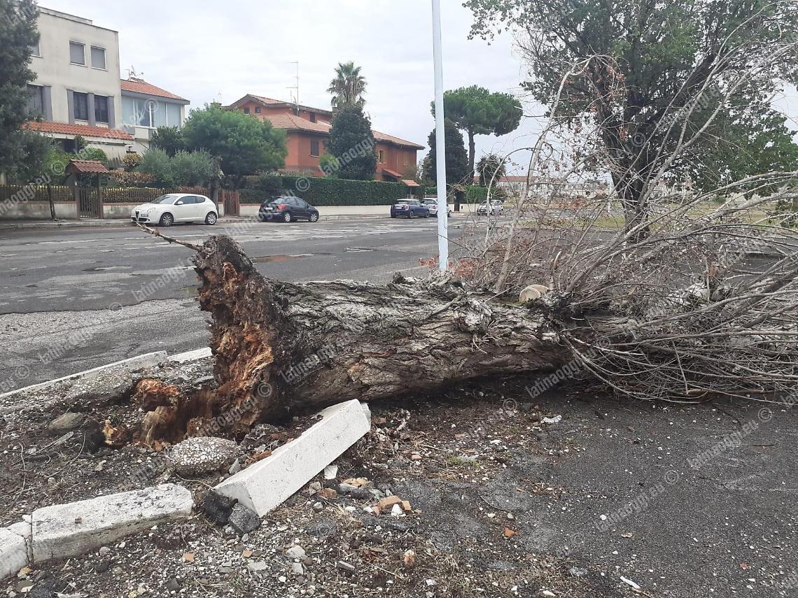 Maltempo ad Aprilia, albero cade in via Scarlatti