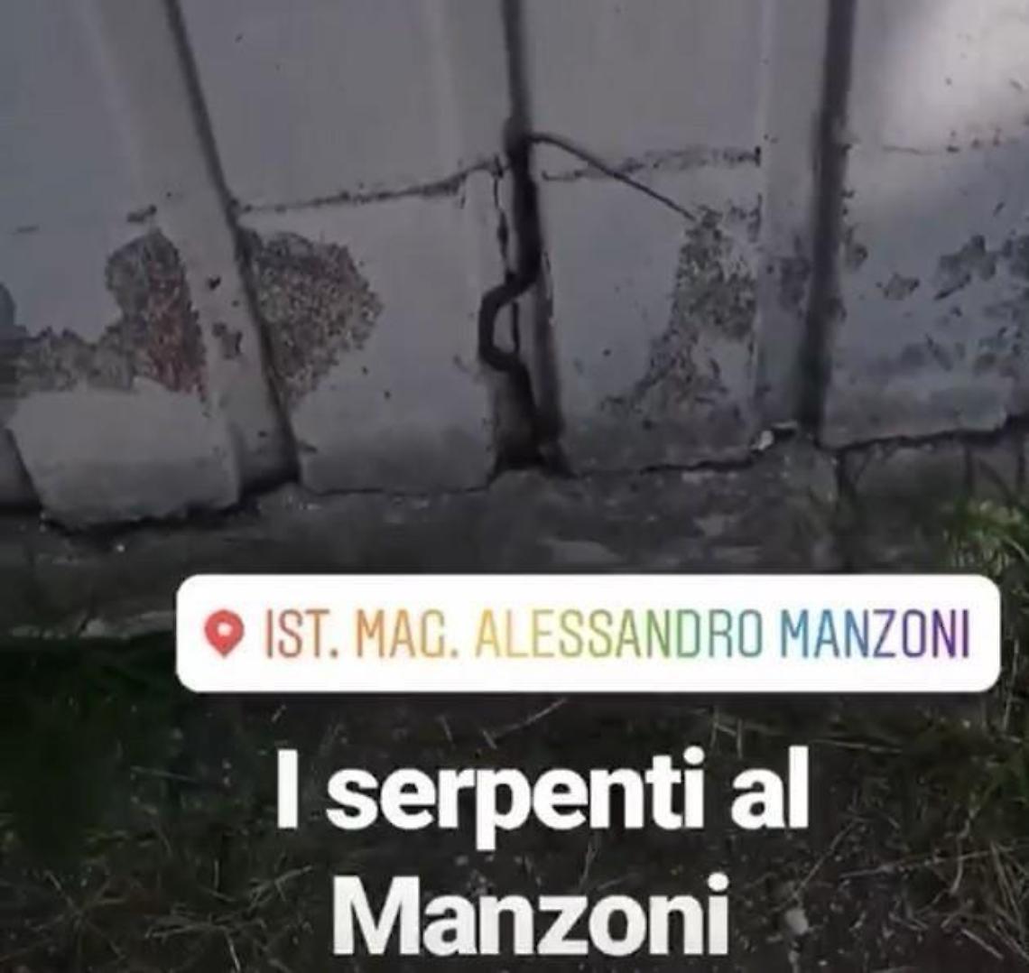 Un serpente vicino al liceo Manzoni: il video degli studenti