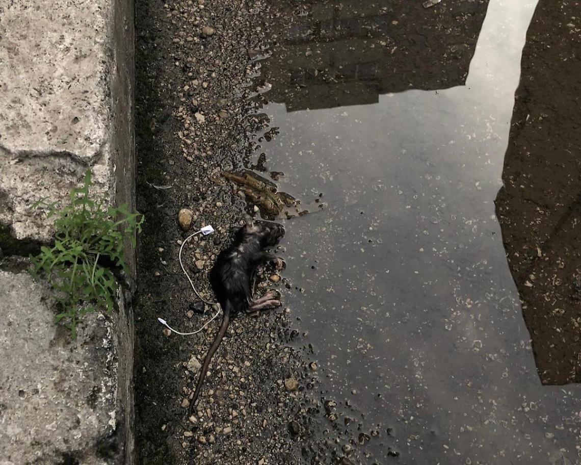 Degrado ad Aprilia, trovato un topo morto nel centro cittadino