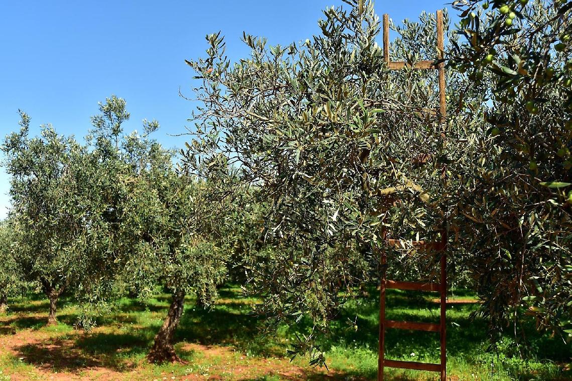 Velletri, cade dall'albero mentre raccoglie le olive