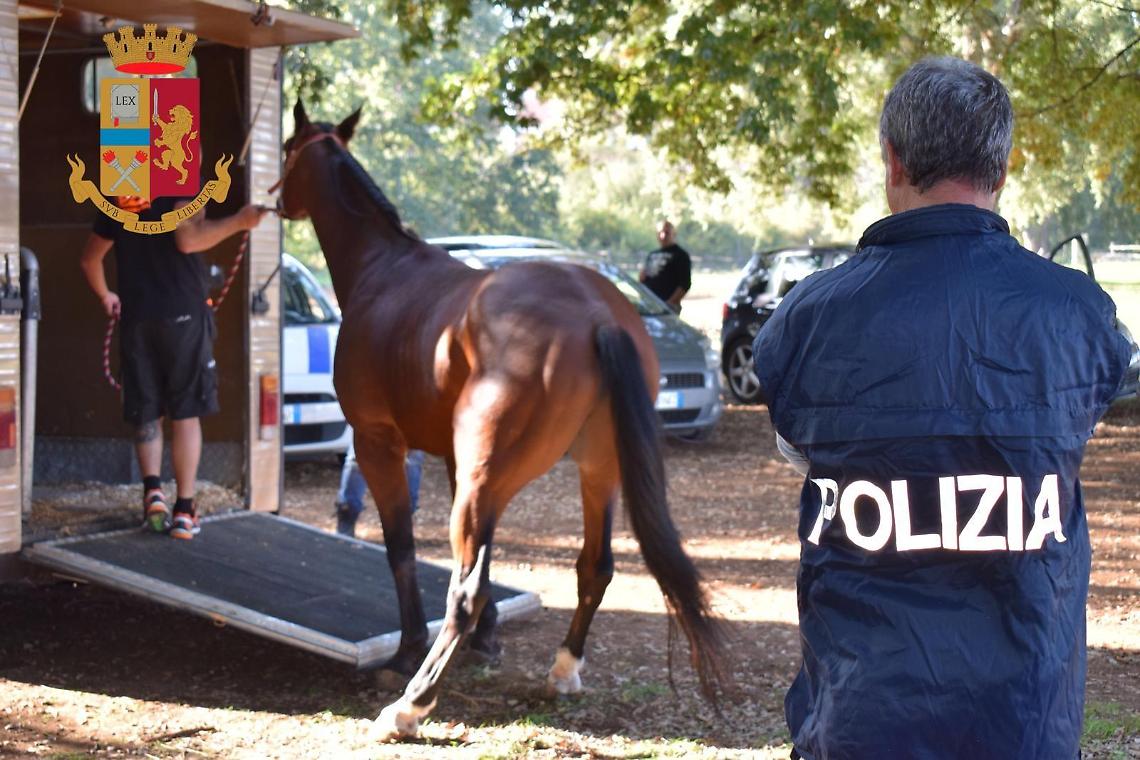 Cavalli maltrattati, denunciati due giovani Di Silvio