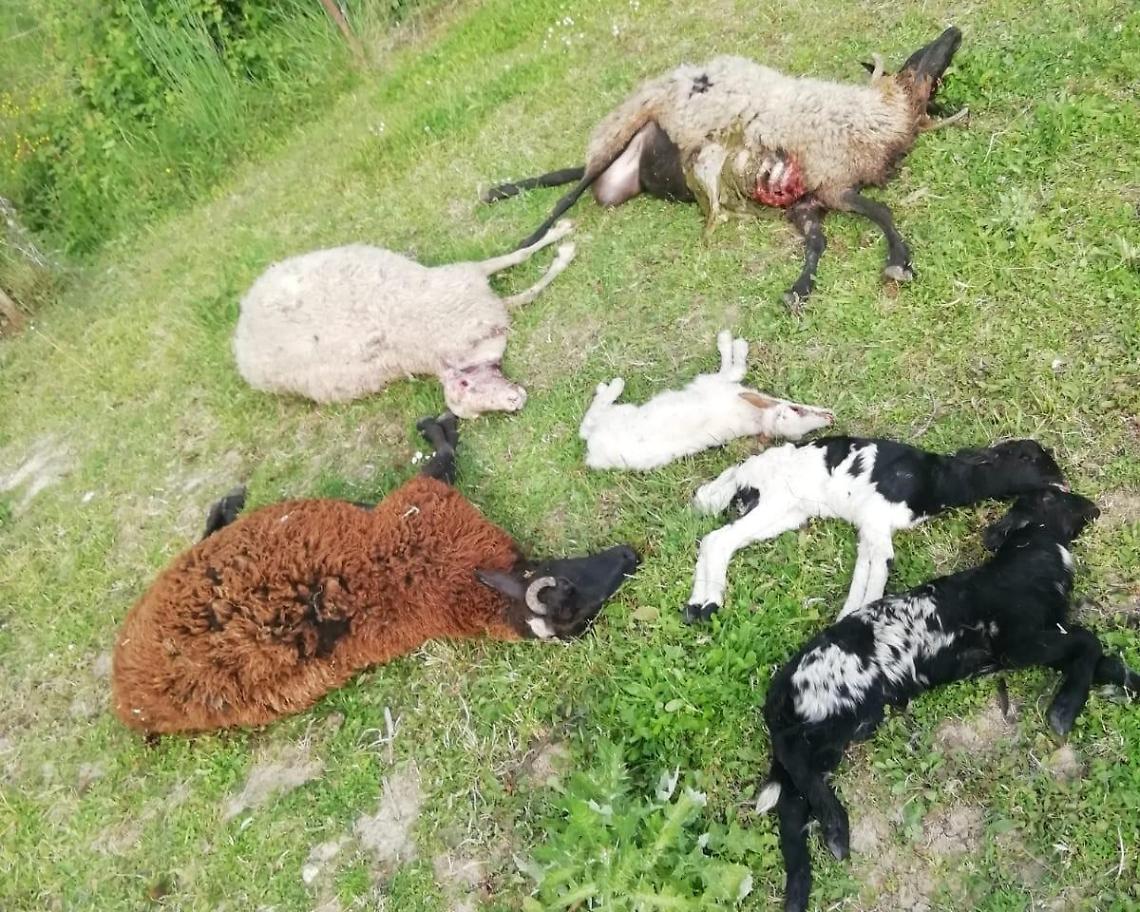 Fulmine si abbatte su un campo del Monte Moneta, morti 105 ovini