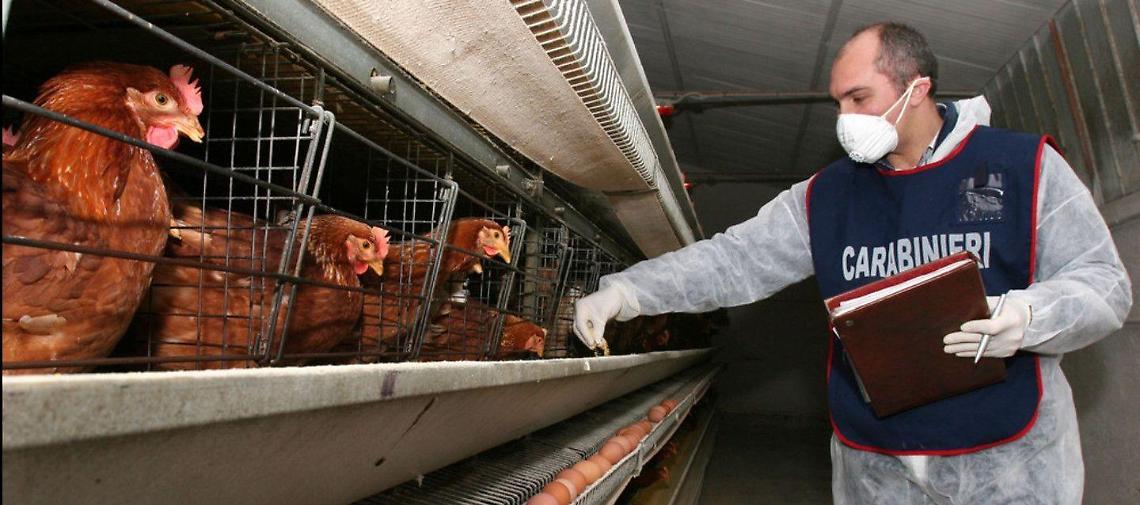 Controlli del Nas tra i produttori di uova, multate 5 aziende su 7