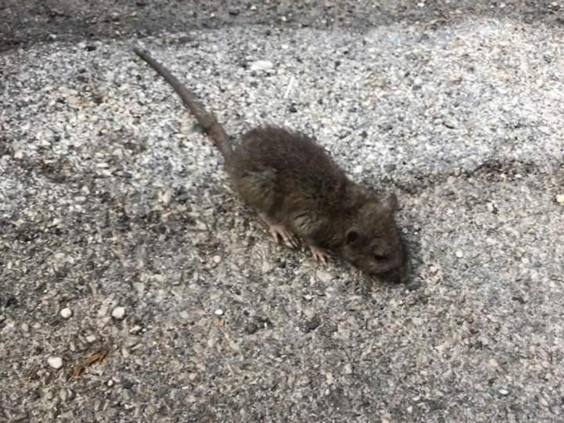 Problema ratti in paese, interviene il consigliere Lauretti