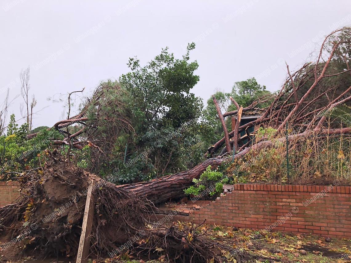 Valiani (Lega): "Ambiente vuol dire anche avere cura dei nostri alberi"