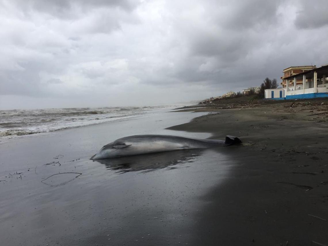 Il delfino spiaggiato al lido di Latina che nessuno rimuove