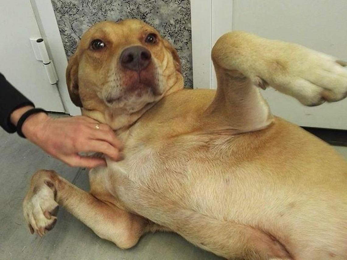 Velletri, il canile è pieno. Comune costretto a trasferire gli animali