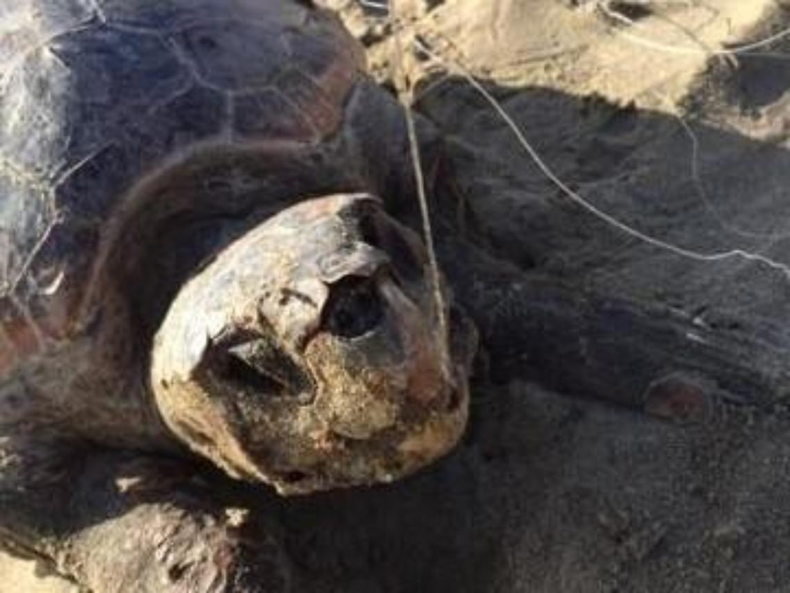 Tartaruga morta sul lungomare di Sabaudia: aveva ingoiato una lenza