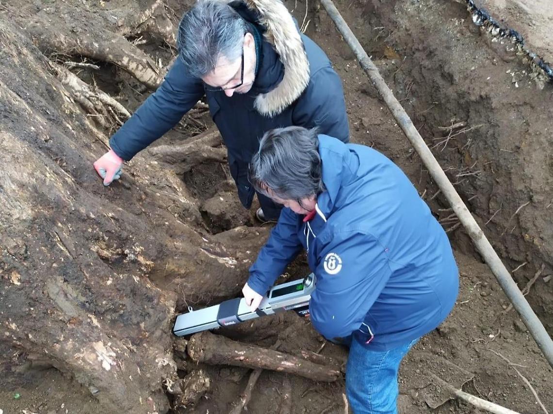 Lariano, soccorsi e verifiche inutili: la quercia secolare &egrave; stata abbattuta