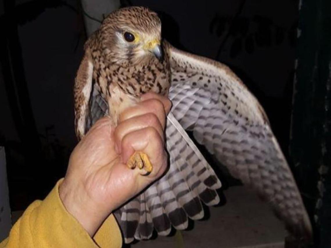 Pomezia, gheppio stordito dai botti di Capodanno finisce contro un albero e si frattura l'omero
