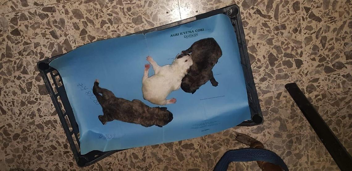 Latina, tre cuccioli gettati in un cassonetto salvati dai carabinieri