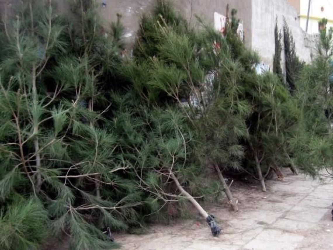 Abc prepara la raccolta straordinaria degli alberi di Natale