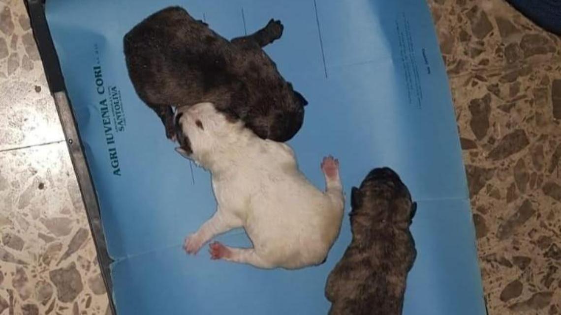 Cuccioli gettati nel cassonetto a Latina Scalo: uno è morto