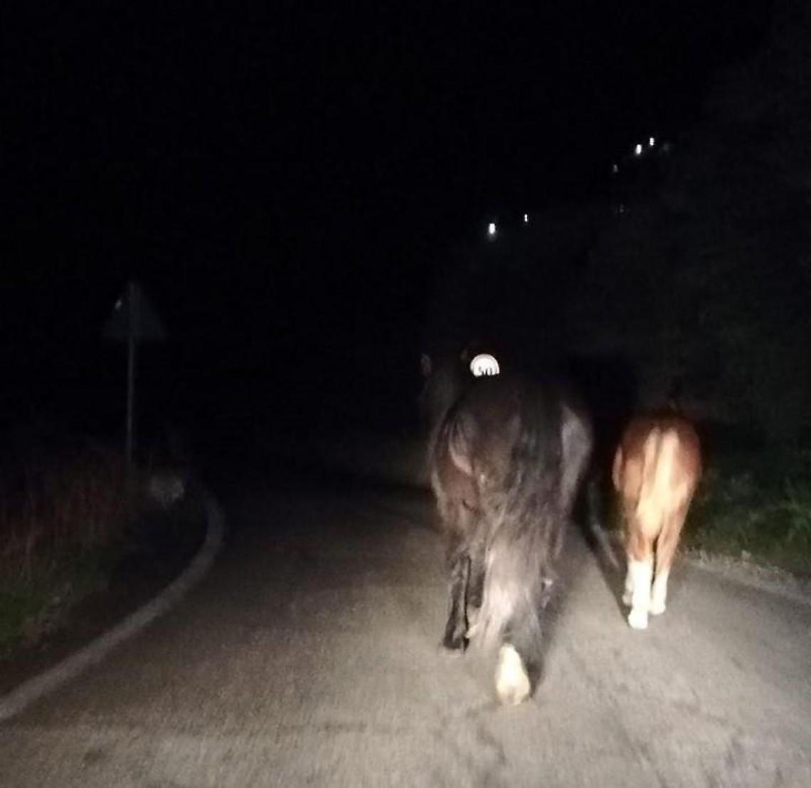 Animali vaganti in strada a Roccasecca dei Volsci, &egrave; emergenza