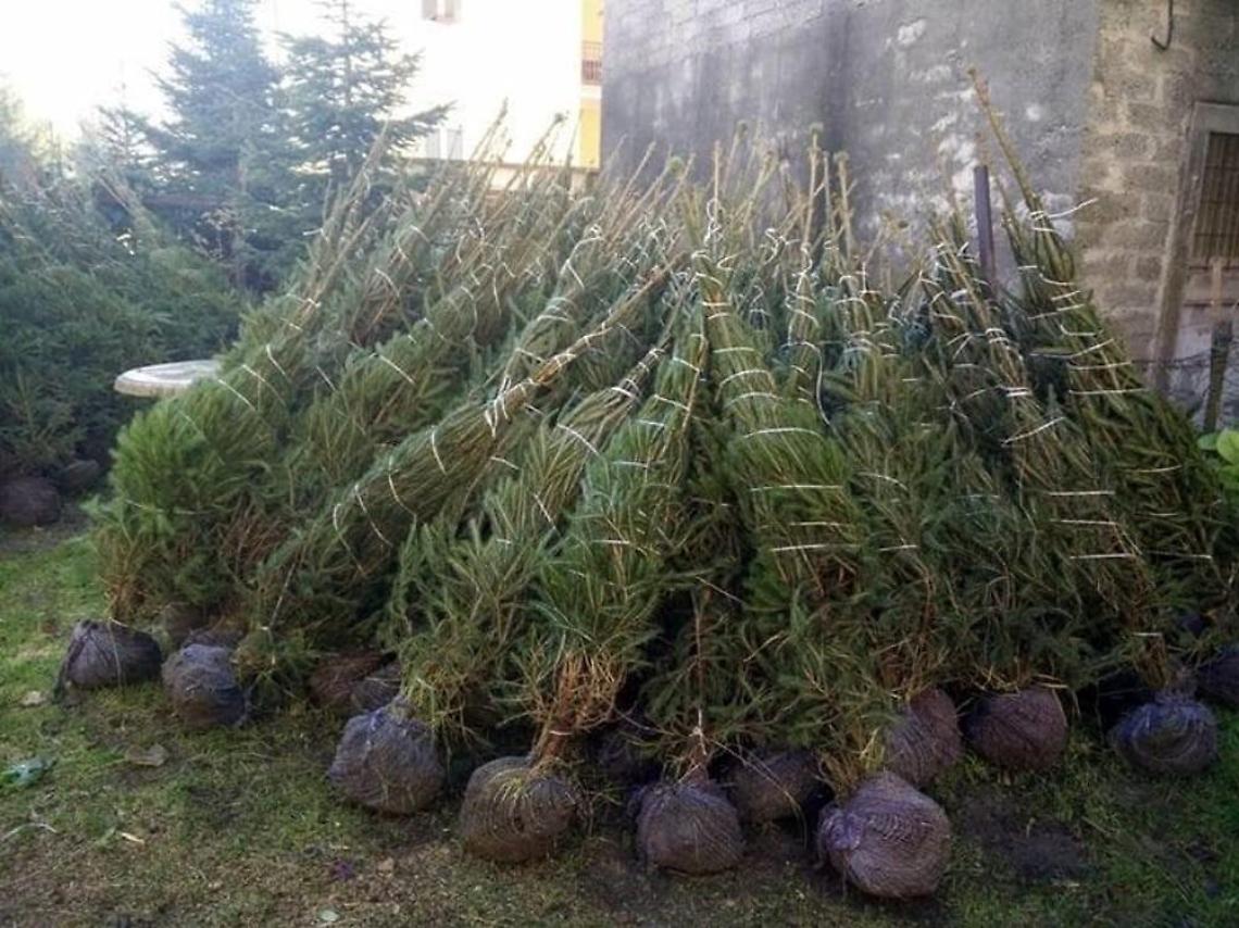Alberi di natale