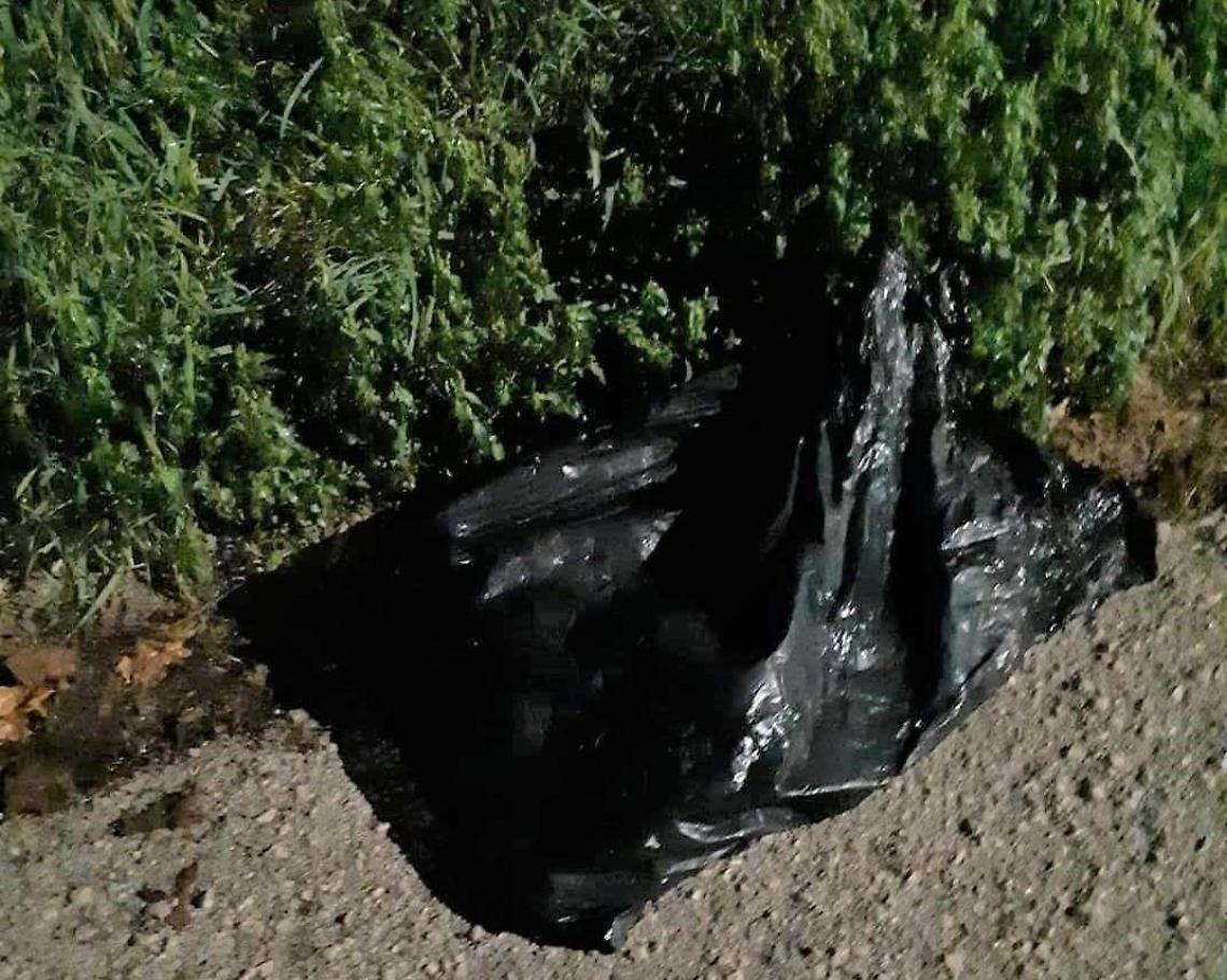 Cani uccisi nel sacco come rifiuti, esplode la rabbia nel quartiere Toscanini