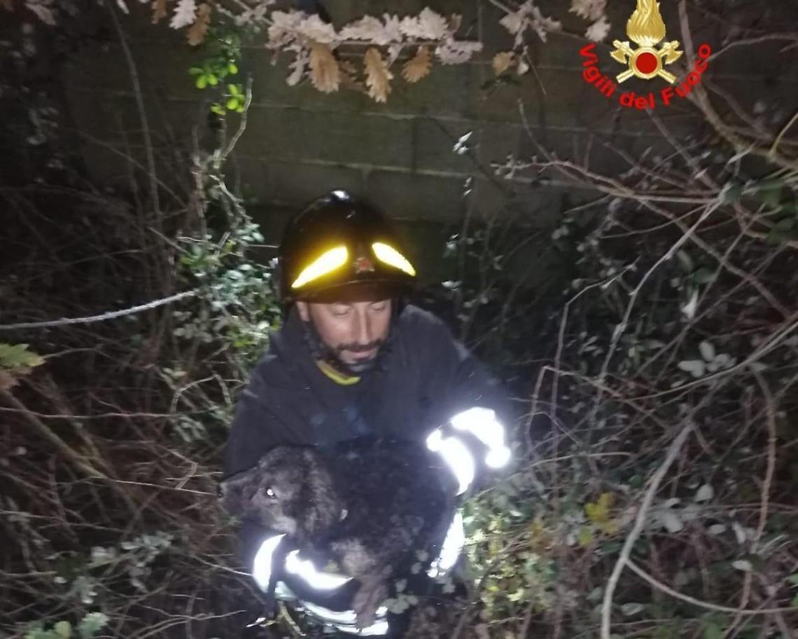 Cane intrappolato in un fossato: salvato dai vigili del fuoco