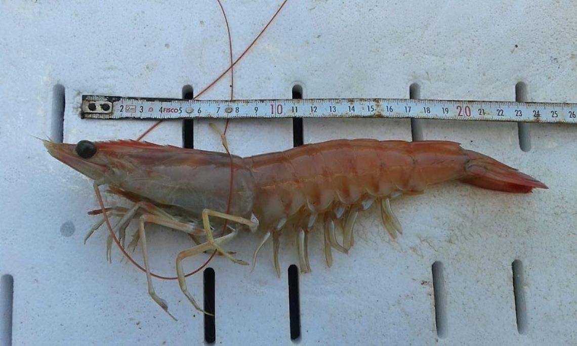 Il gambero messicano &laquo;sbarca&raquo; ad Anzio: specie aliena trovata fra Roma e Latina