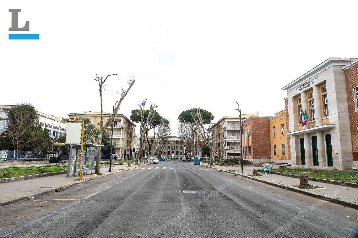 L'ultimo pino di viale Mazzini sarà rimosso lunedì: Comune irremovibile