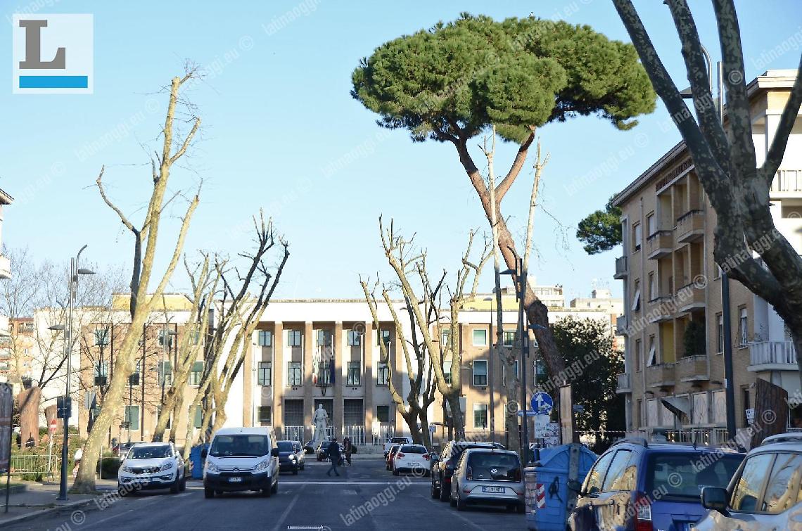 Rosolini e i pini: «Prima la bellezza poi la sicurezza»