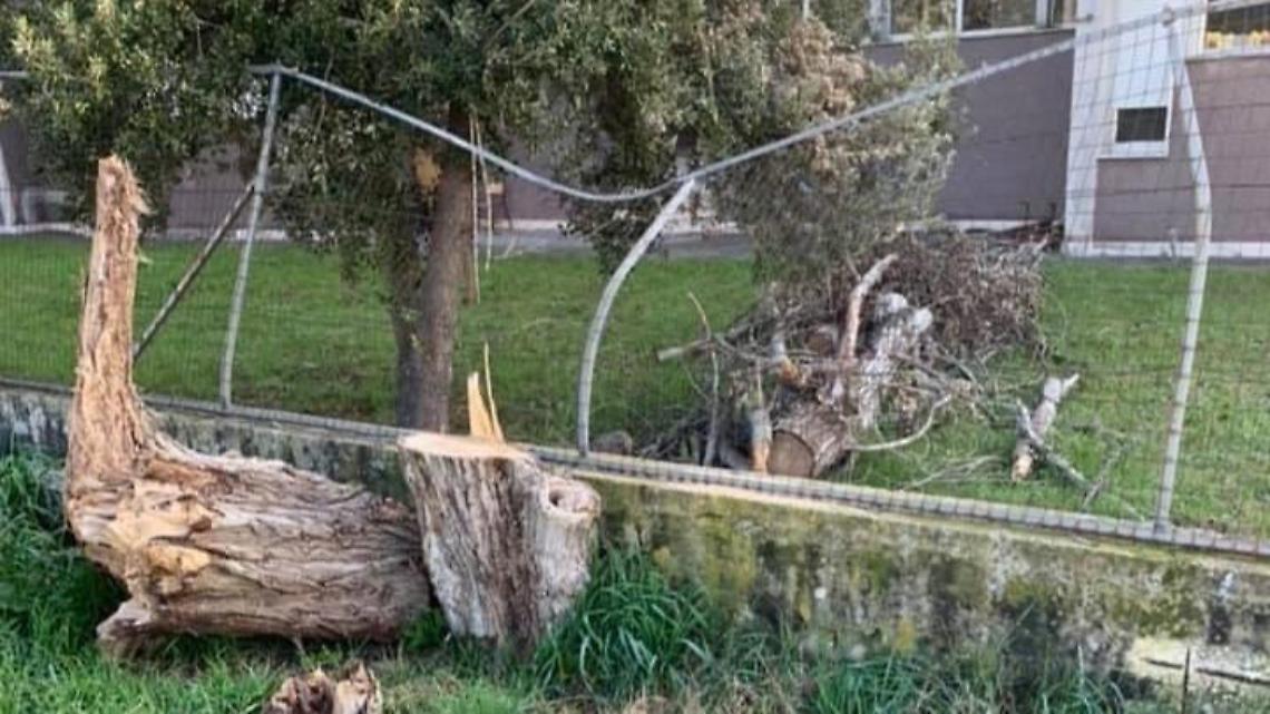Albero caduto nel cortile della scuola, nessuno interviene