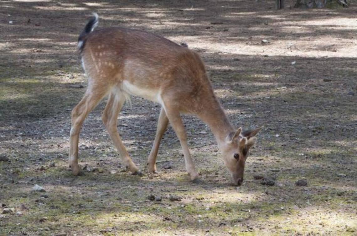 Caso daini, pugno duro del Parco contro gli haters: oggi la decisione