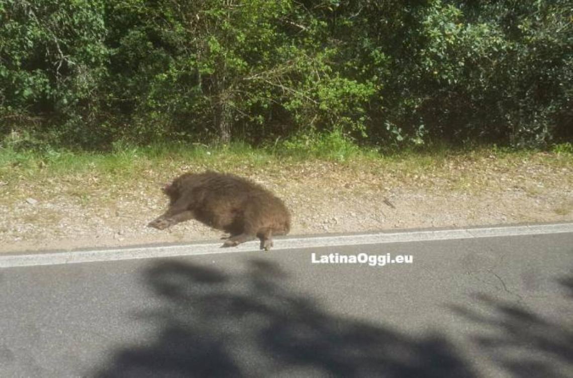 Tanta paura nella notte per un incidente: cinghiale finisce contro un'auto