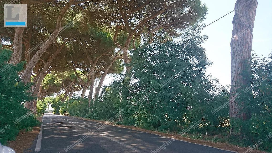 Pini da abbattere e potare: la strada sar&agrave; chiusa. Ecco dove e quando