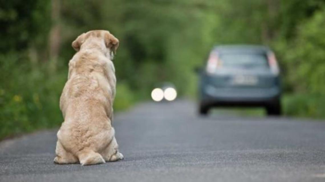 Abbandona il cucciolo in mezzo alla strada: condannato a pagare 4.000 euro