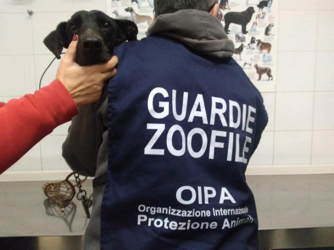 Cagnolina incatenata e maltrattata: la salvano le guardie zoofile