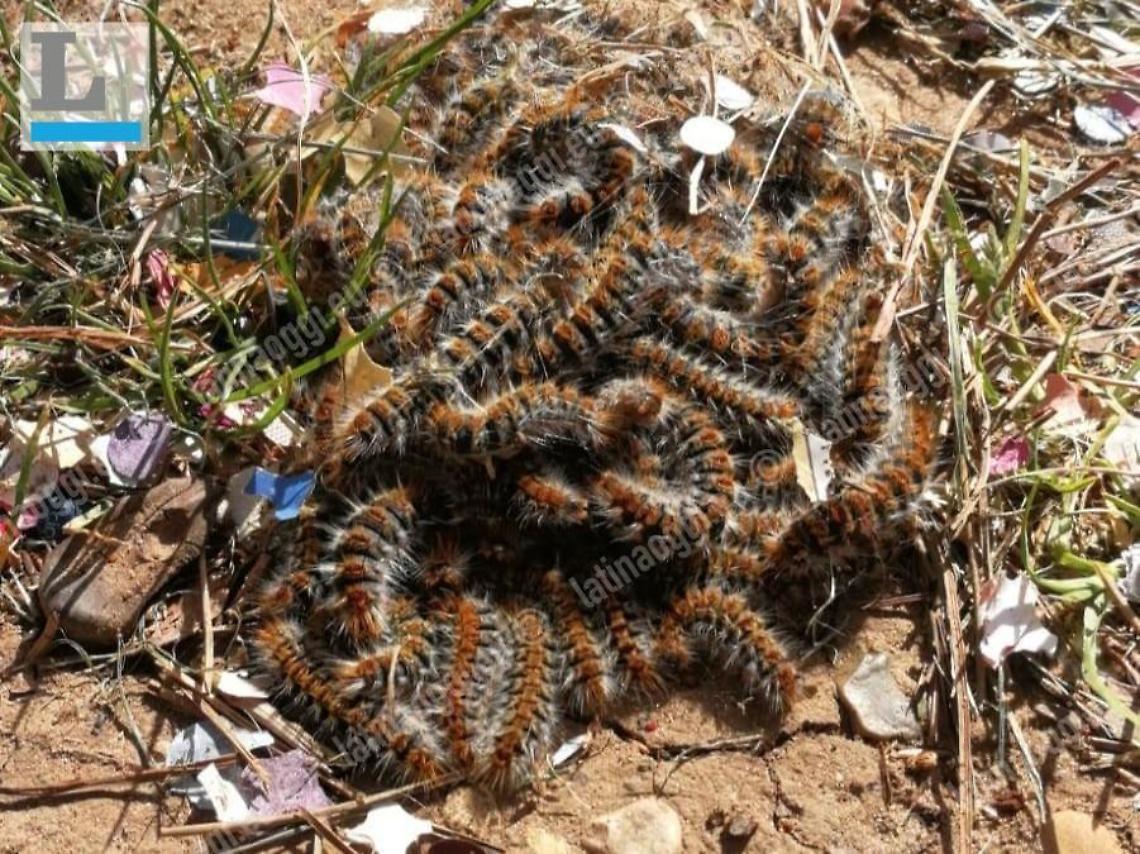 Processionaria nel parco di piazza Moro: il nido vicino ai giochi per i bambini