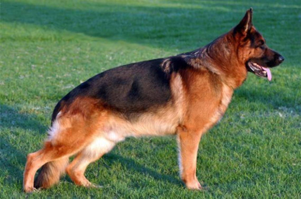 Punta il fucile contro un cane perché "rovina il raccolto": denunciato