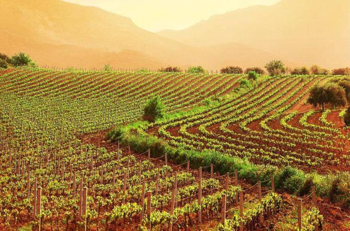 Coronavirus, la Regione chiede nuovi fondi per i bandi per l'agricoltura