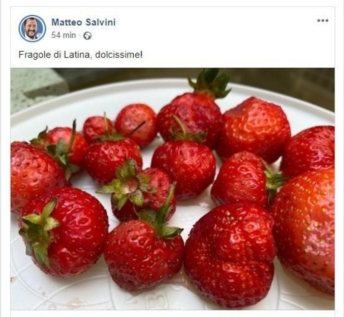 Matteo Salvini mangia le fragole di Latina: &laquo;Sono dolcissime&raquo;