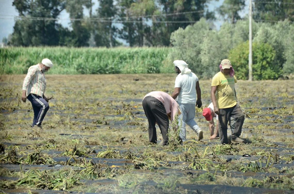 Reclutavano illecitamente e sfruttavano i braccianti nei campi: gli arresti