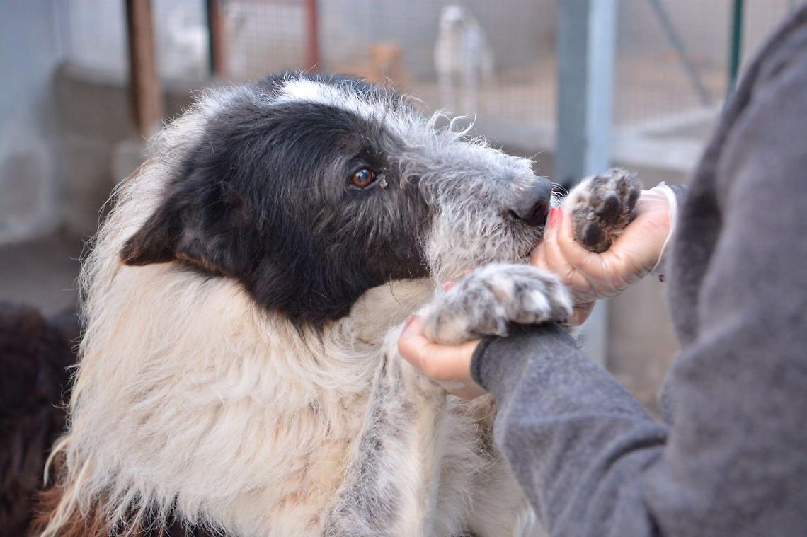 Coronavirus, indagine epidemiologica anche su cani e gatti