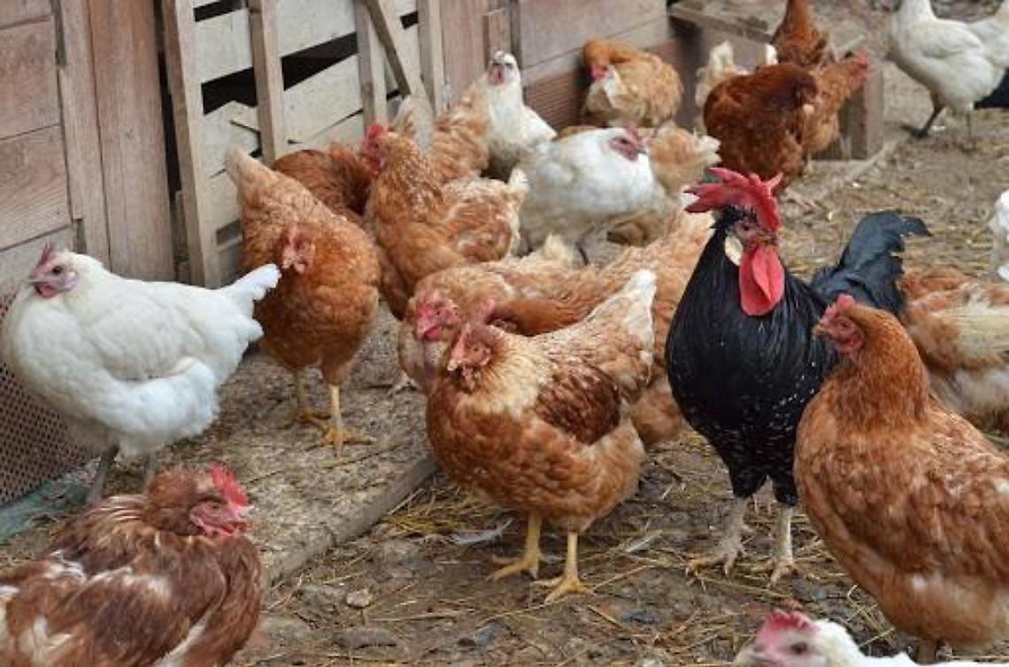 Tenta il furto in una casa, poi invece fa razzia di galline