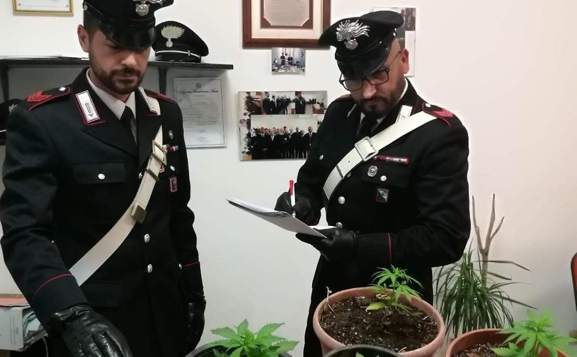 Nascondeva in casa piante di marijuana, denunciato un 42enne