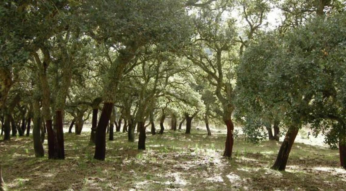 La sughereta di San Vito