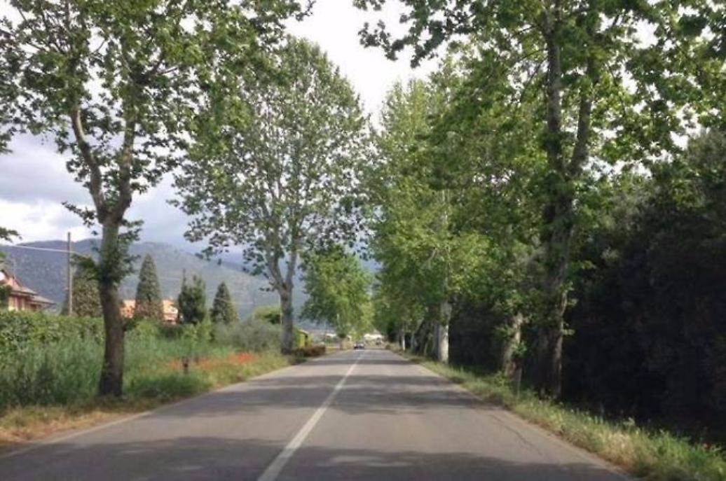 La strada prima del taglio dei platani