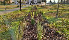 Agro Pontino pi&ugrave; verde con LIFE BEEadapt: ad Aprilia un modello per salvare gli impollinatori