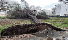 Enorme albero cede di schianto e crolla, paura nel parco Falcone e Borsellino