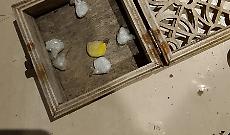 Latina, arrestata in flagranza una 31enne: sequestrati oltre 21 grammi di cocaina