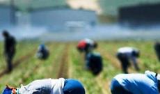 Pontinia, blitz anti-caporalato in azienda agricola: denunciato 73enne