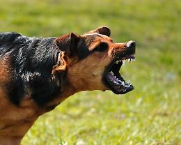 Signora aggredita da un cane a Fossignano, il comitato di quartiere organizzata un "dog day"