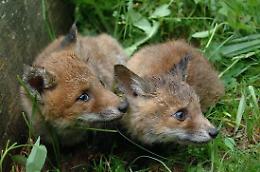 Passeggia sul sentiero e salva due cuccioli di volpe feriti